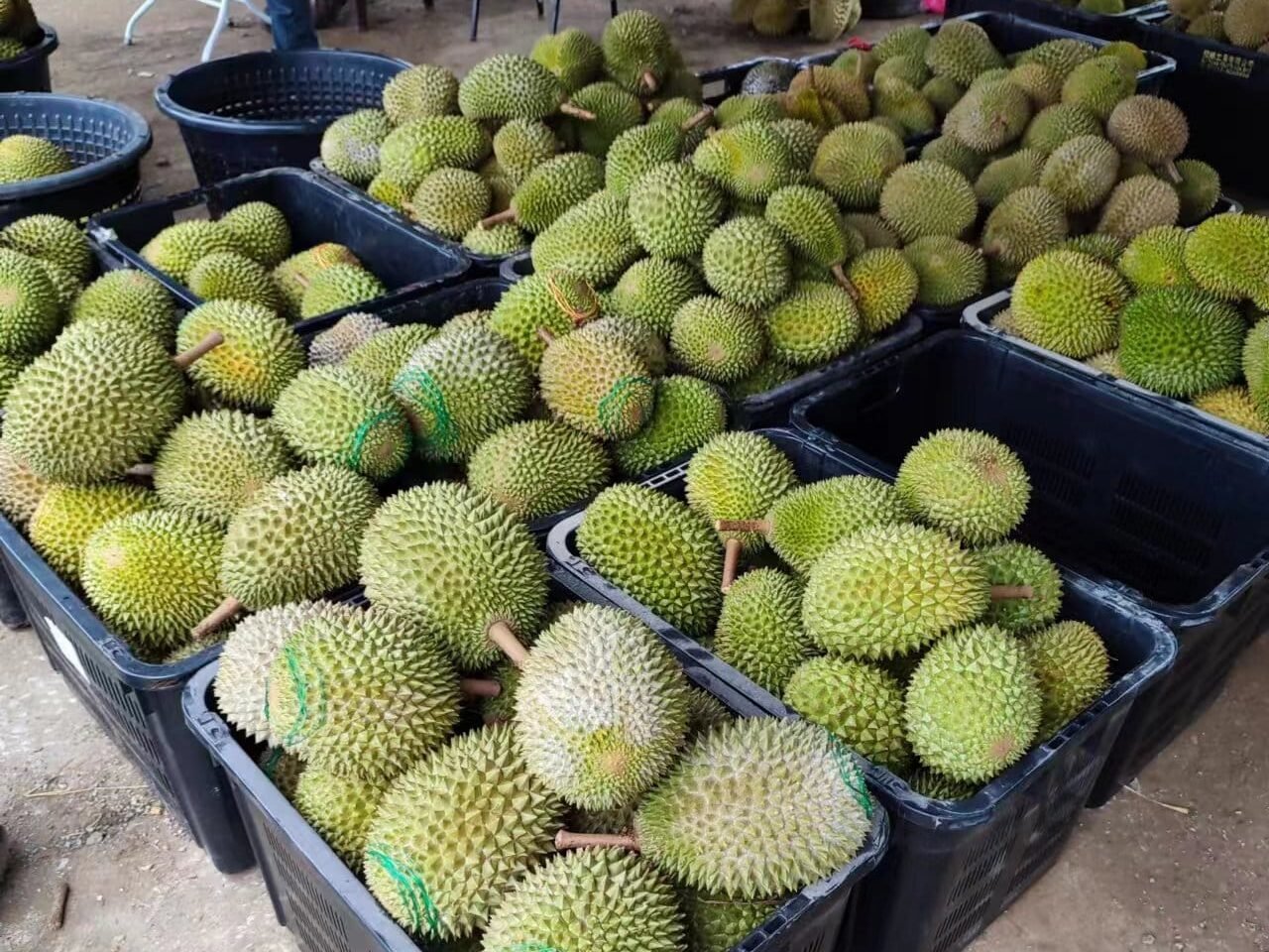 KL榴莲档