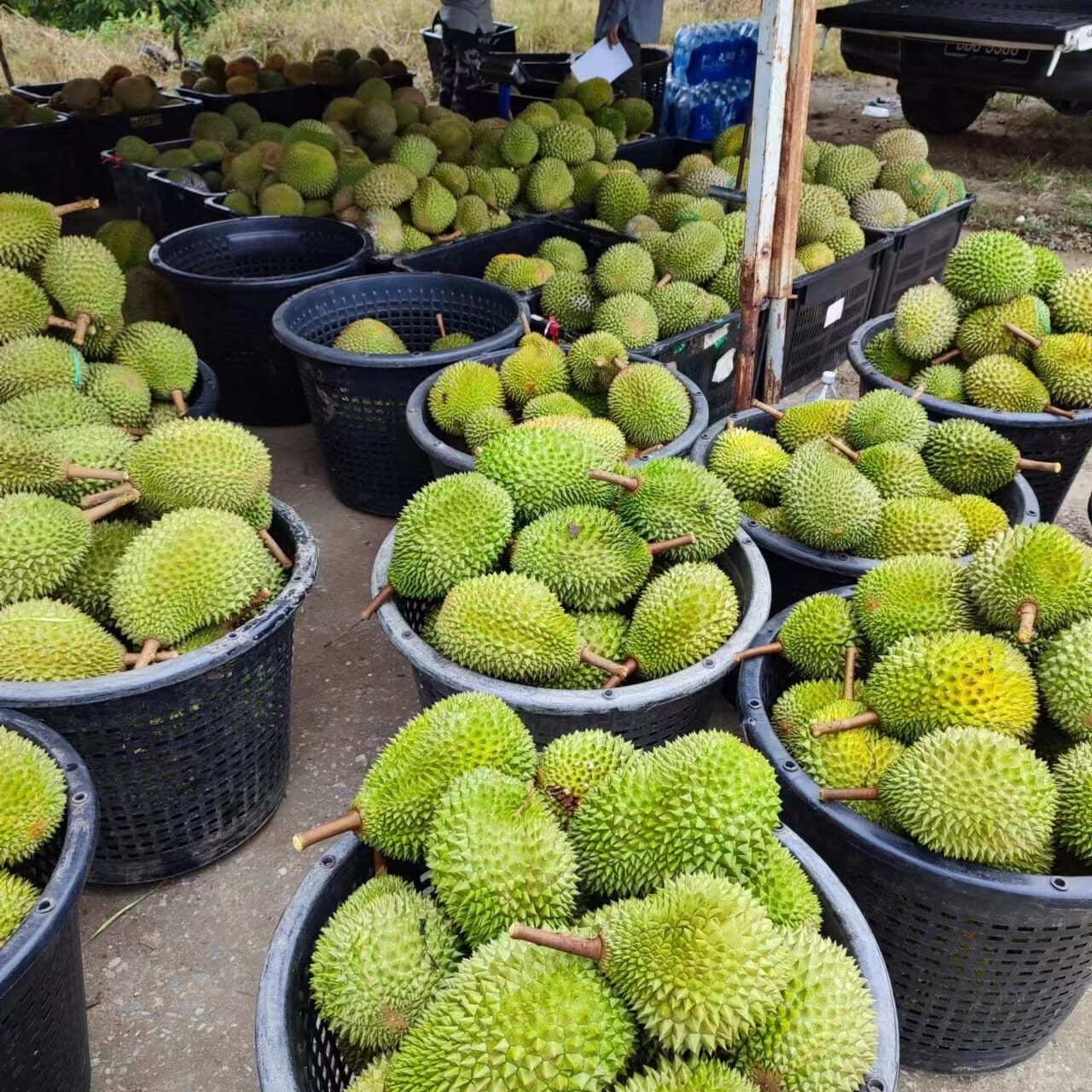 KL榴莲档