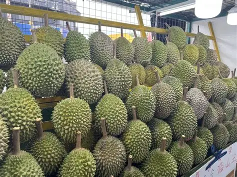 JB榴莲季节